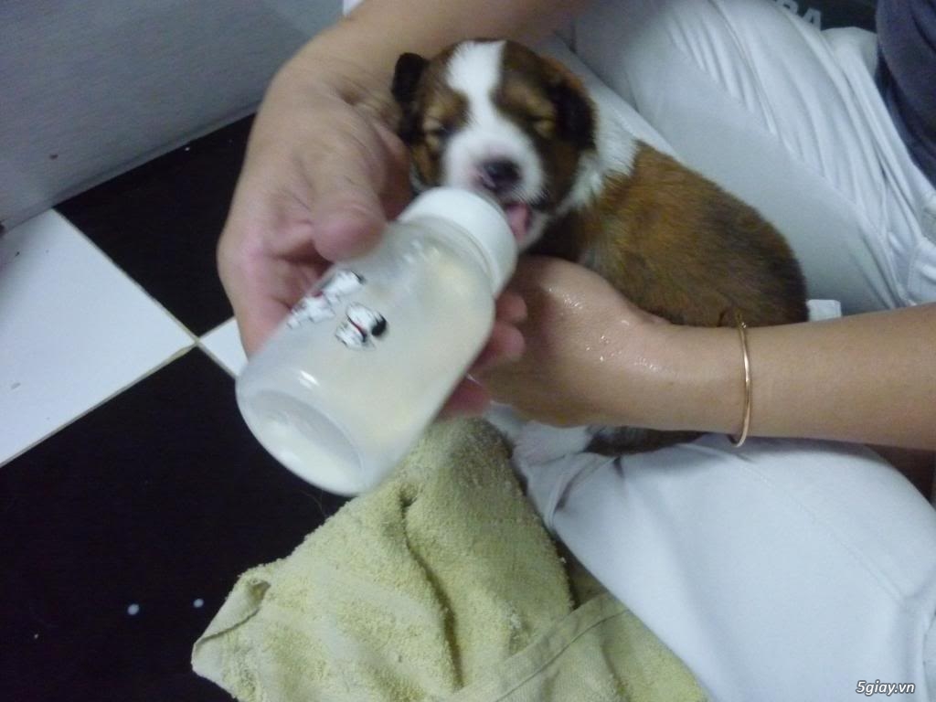 Có ai thích nuôi chó Phú Quốc hôn nào . - 1