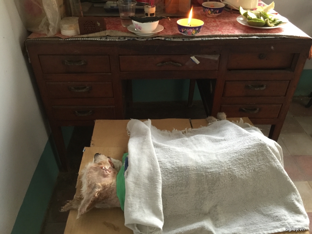 Có ai thích nuôi chó Phú Quốc hôn nào .