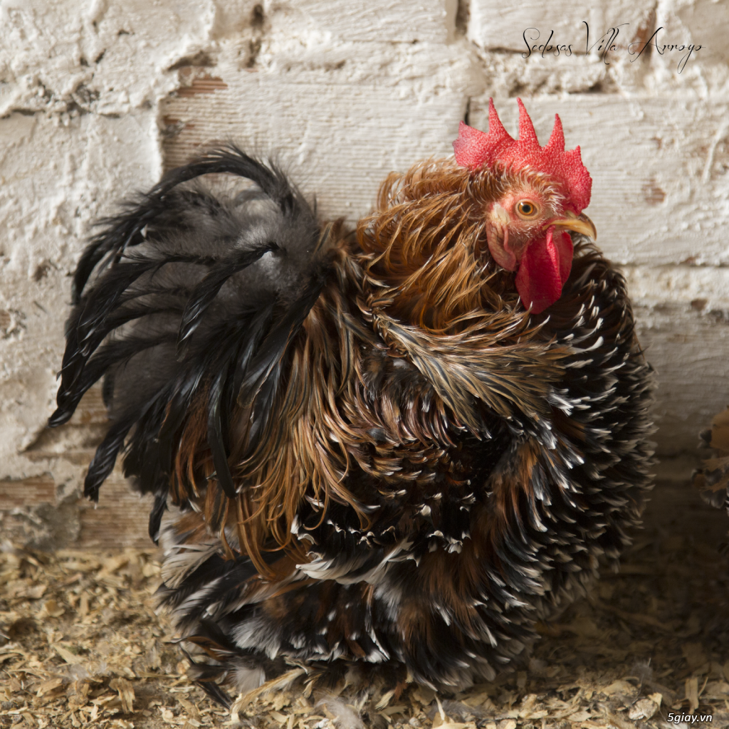gà cochin bantam - pekin tphcm - 5