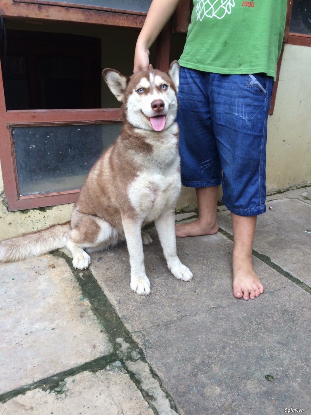 Bán Husky cái nâu đỏ mắt xanh