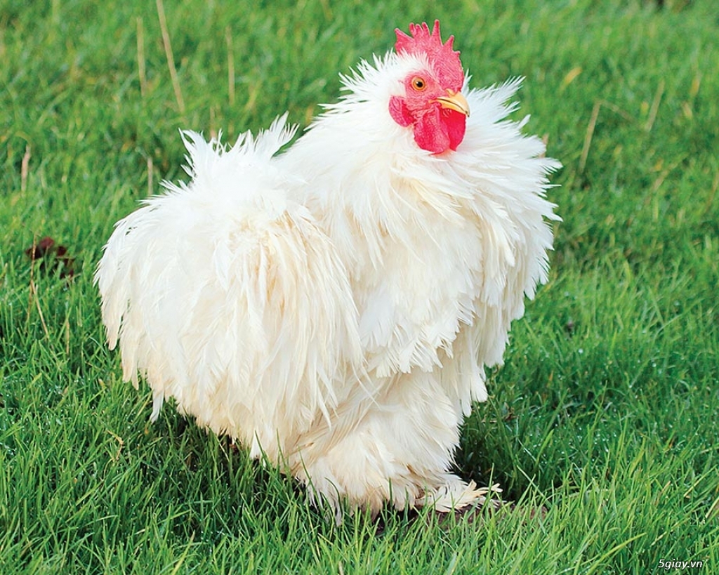 gà cochin bantam - pekin tphcm - 2