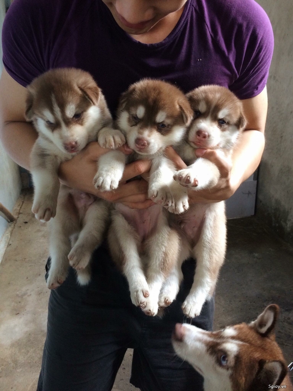 Bán Husky cái nâu đỏ mắt xanh - 3