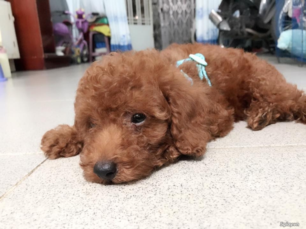 Poodle nâu đỏ tìm chủ yêu thương