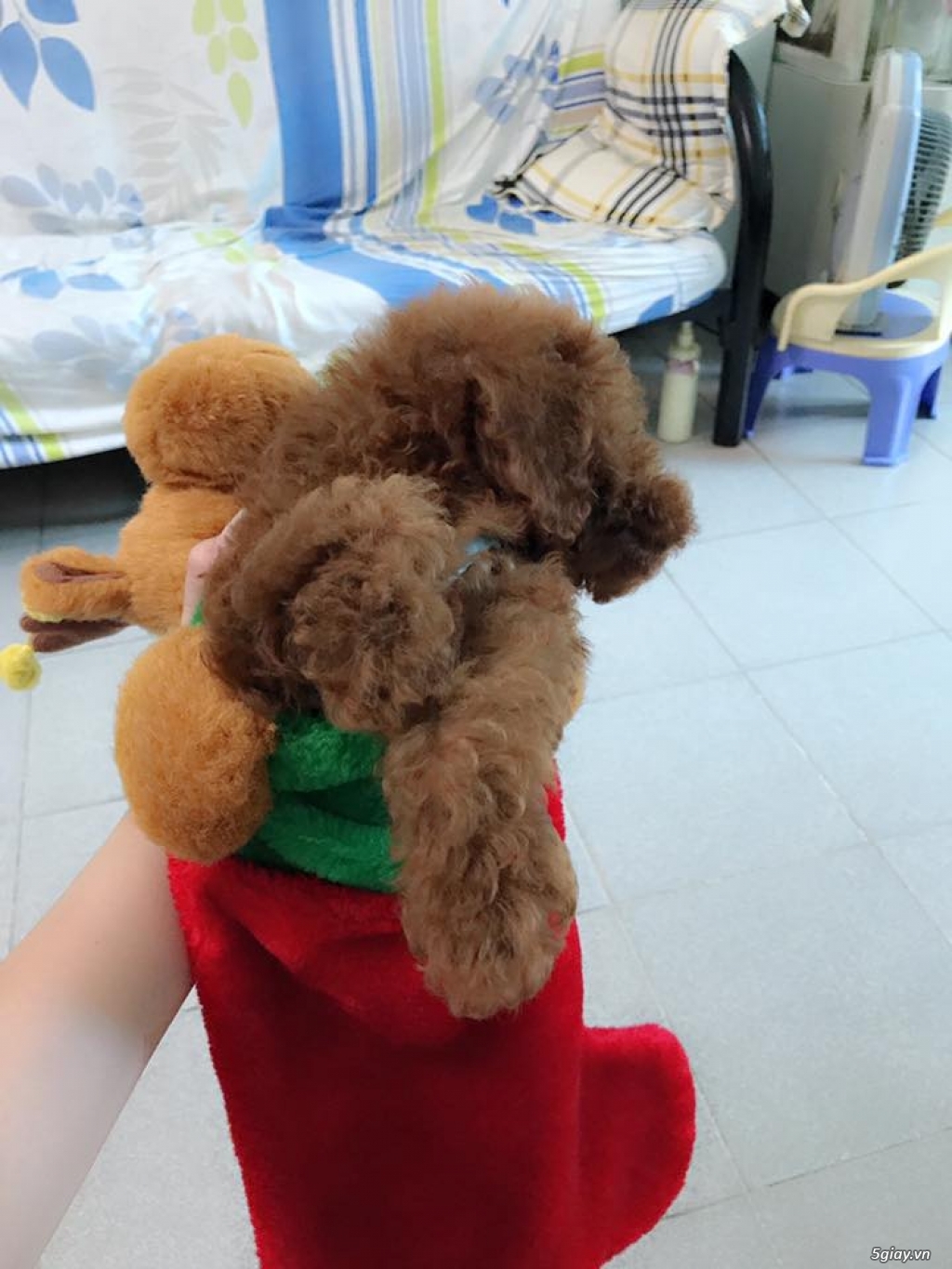 Poodle nâu đỏ tìm chủ yêu thương - 3