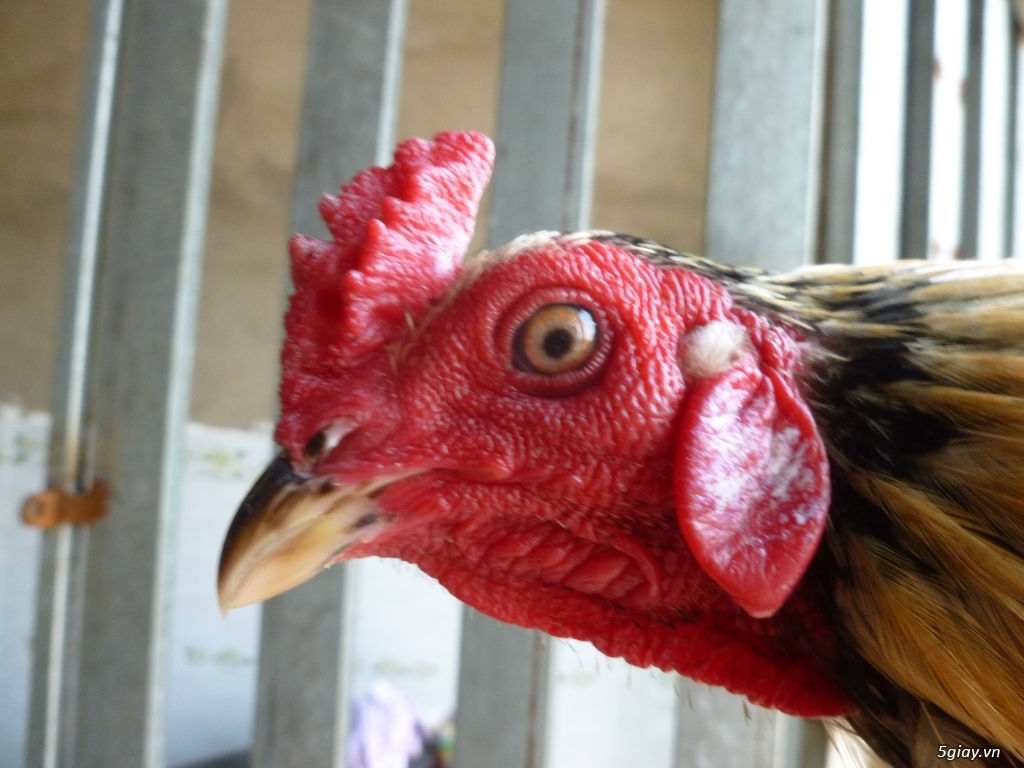 anh DŨNG đt:0909868649 MUỐN TÌM HÙNG bán thuốc nhỏ gà tre ở quốc lộ50 - 1