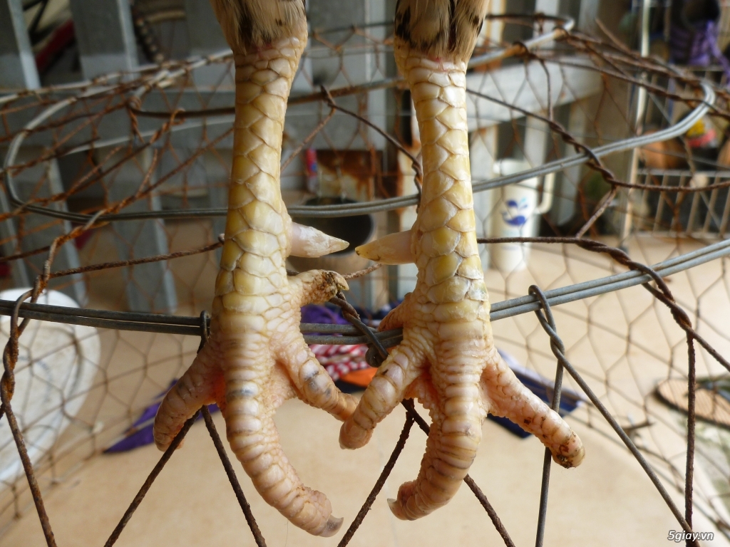 anh DŨNG đt:0909868649 MUỐN TÌM HÙNG bán thuốc nhỏ gà tre ở quốc lộ50