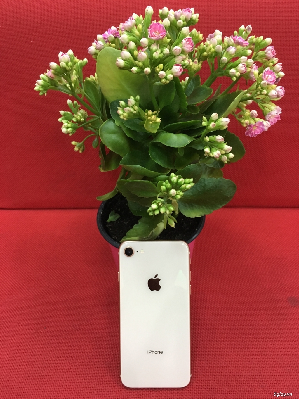 Bán Gấp iPhone 8 Gold 64 LL/auwu - 1