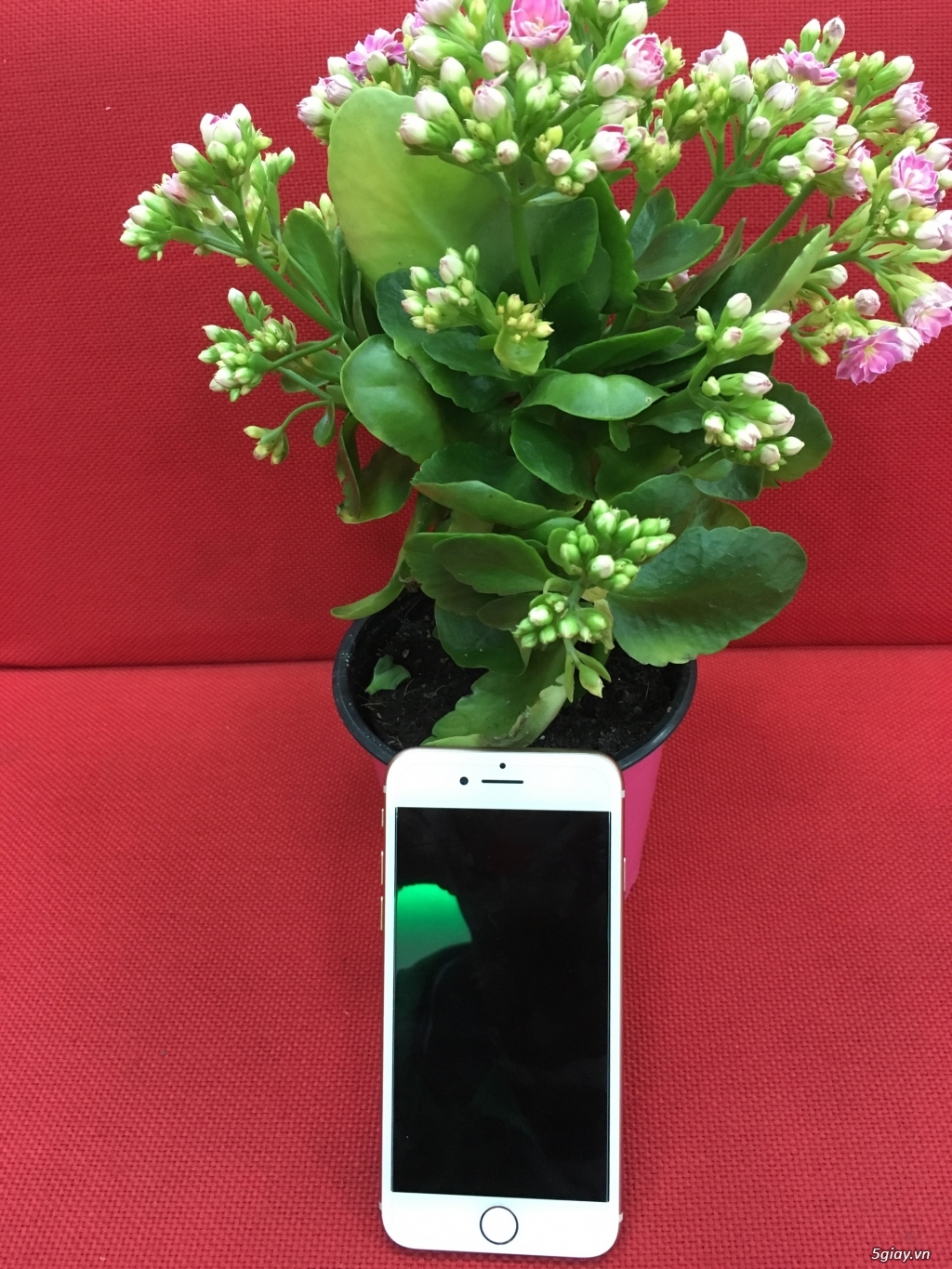 Bán Gấp iPhone 8 Gold 64 LL/auwu - 3