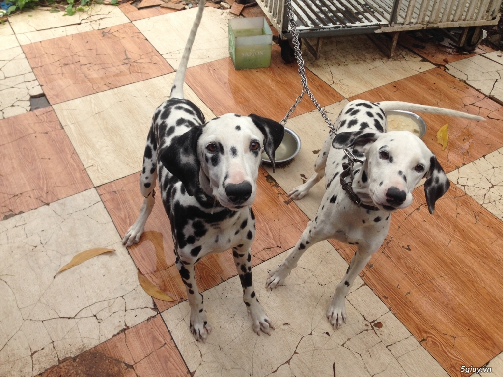 2 con chó đốm - 1