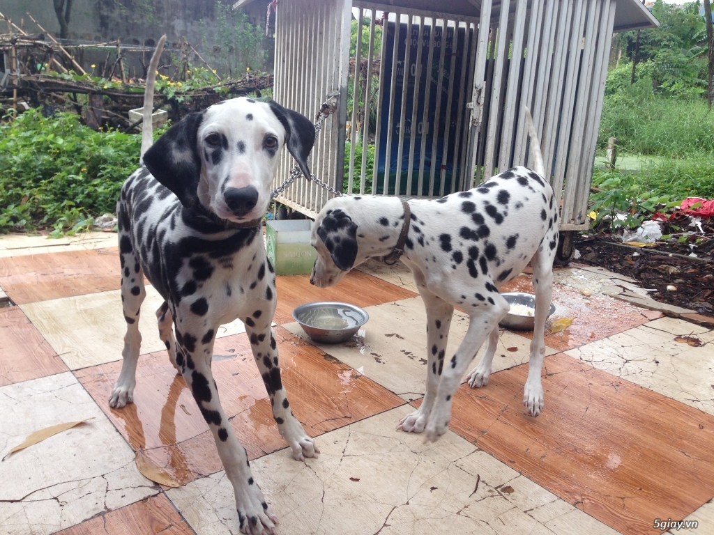 2 con chó đốm - 3