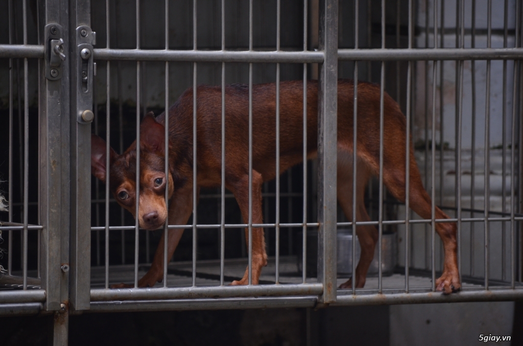 Minpin socola cái 8 tháng, Golden đực 11 tháng
