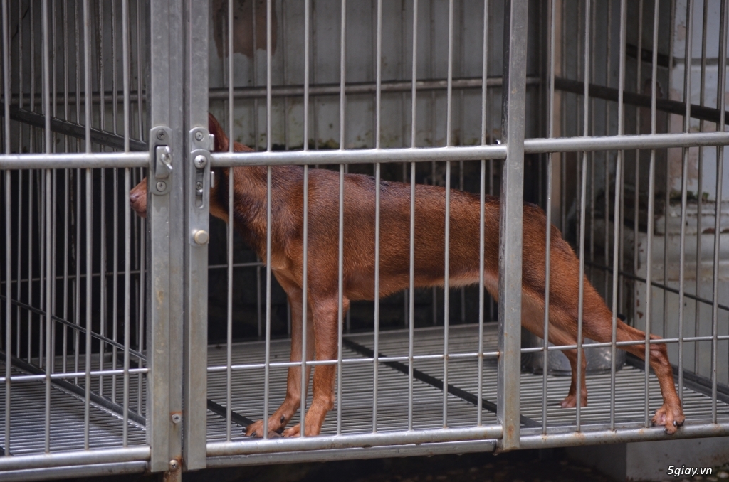 Minpin socola cái 8 tháng, Golden đực 11 tháng - 1