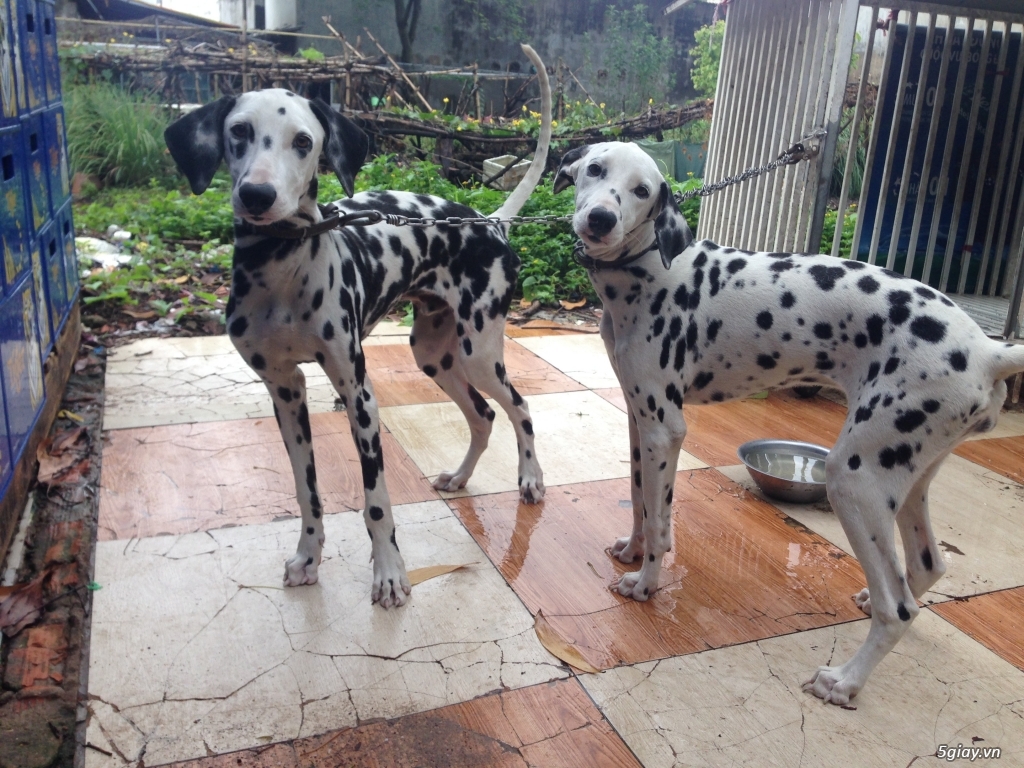 2 con chó đốm