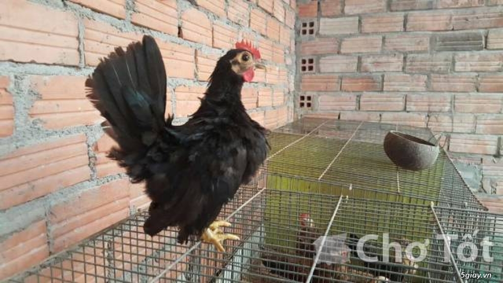 Gà SERAMA con chuẩn đẹp giá rẽ - 2