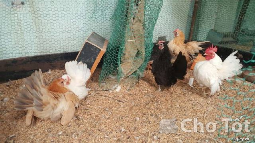 Gà SERAMA con chuẩn đẹp giá rẽ - 6