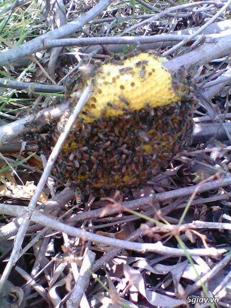 Mật ong rừng nguyên chất 100% - 7