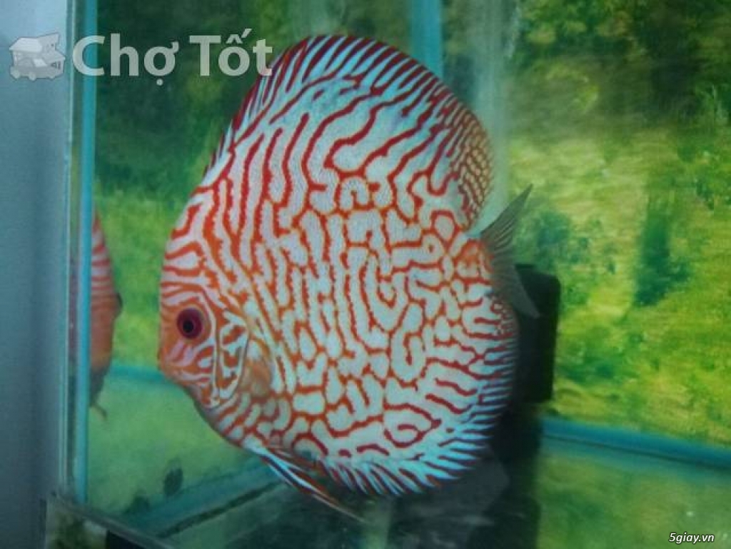 Cần bán cá dĩa bồ câu