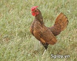 gà vẩy cá tphcm 2017 - 1