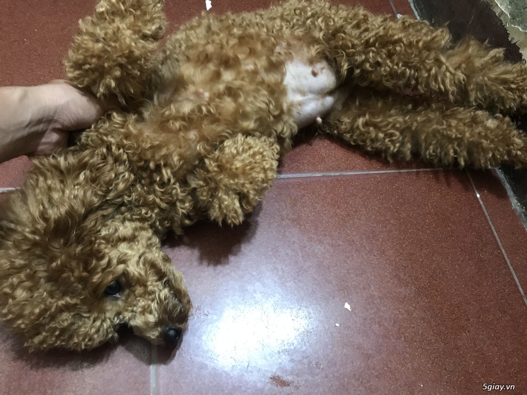 Bán poodle đang bầu 53 ngày - 2