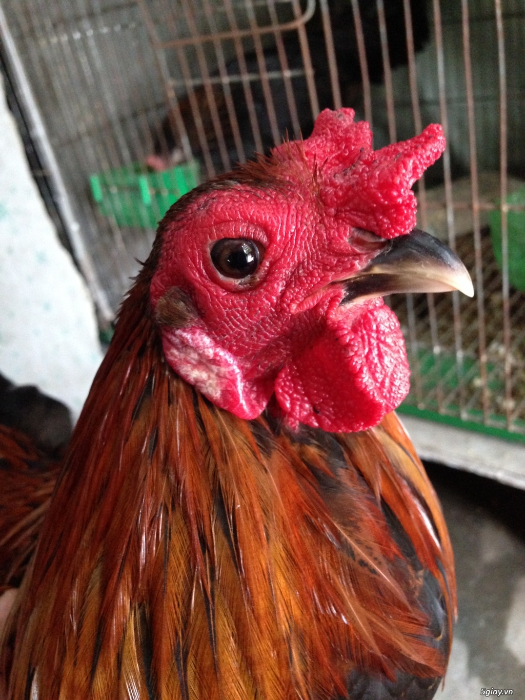 Bán gà tre a 7 - 13