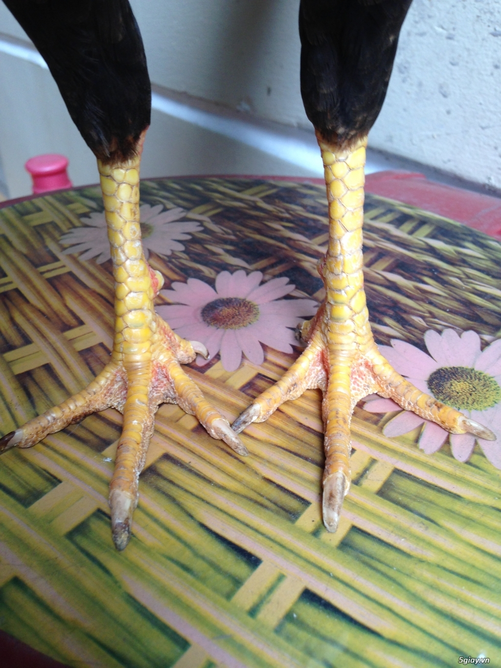 Bán gà tre a 7 - 8