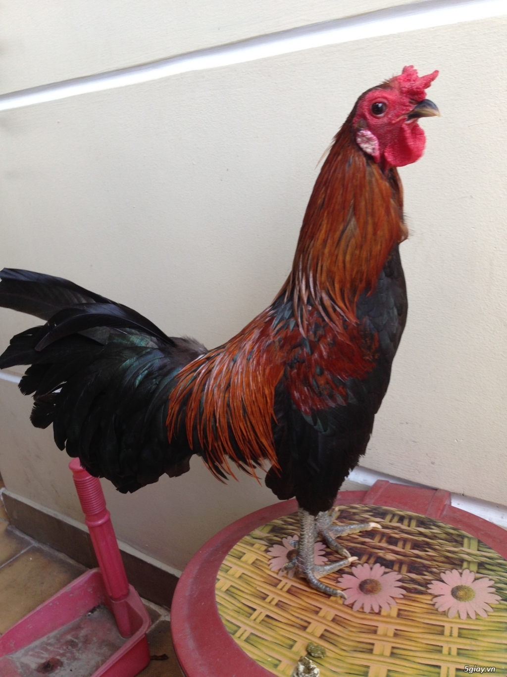 Bán gà tre a 7 - 3