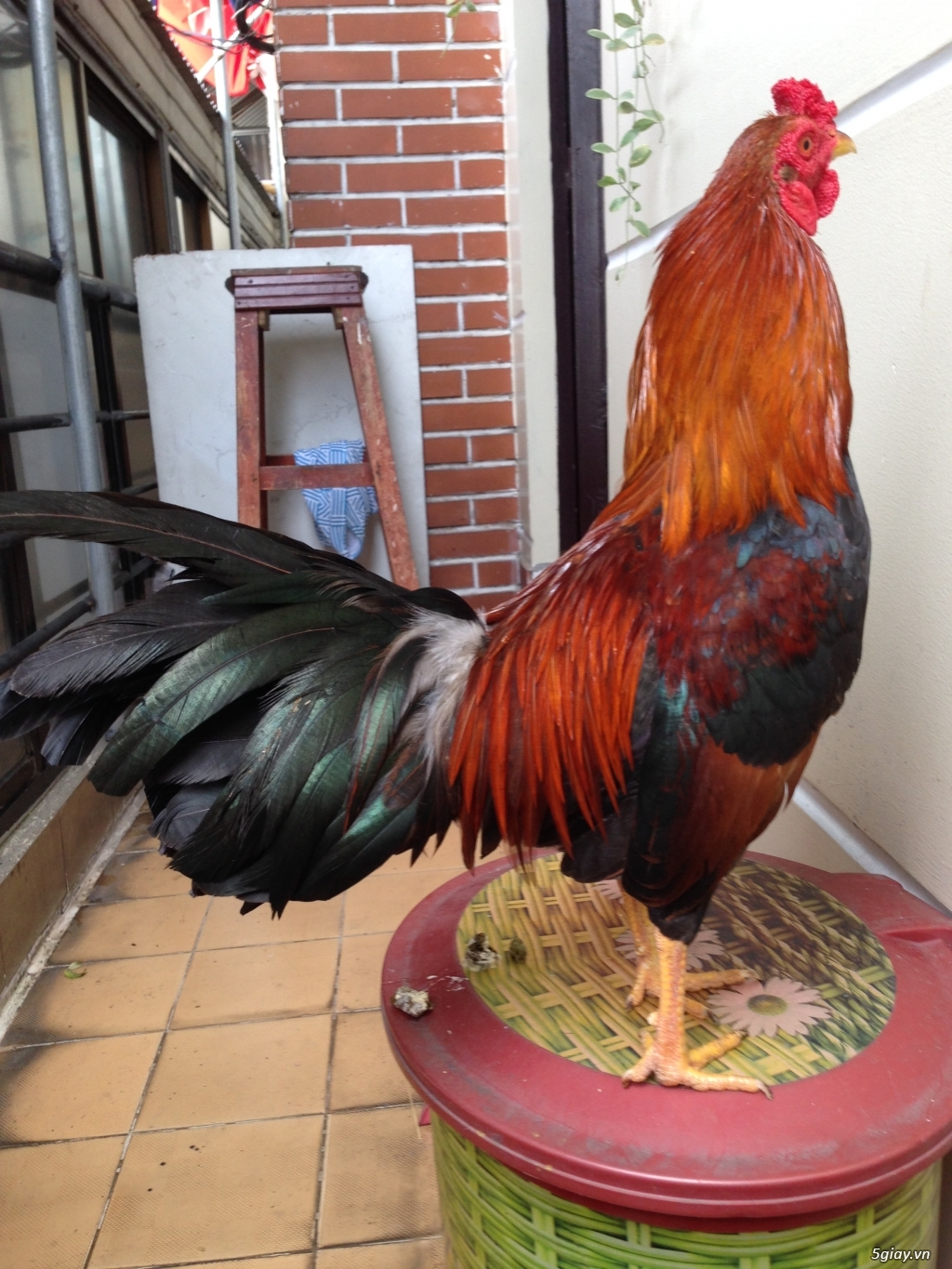 Bán gà tre a 7 - 6