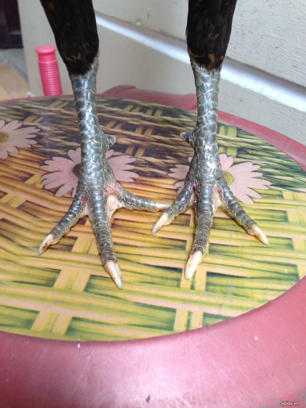 Bán gà tre a 7 - 4