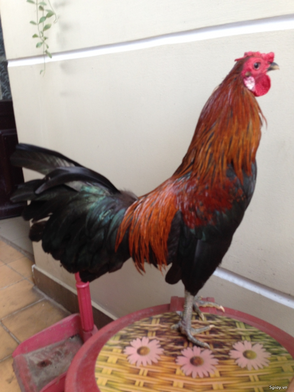 Bán gà tre a 7 - 2