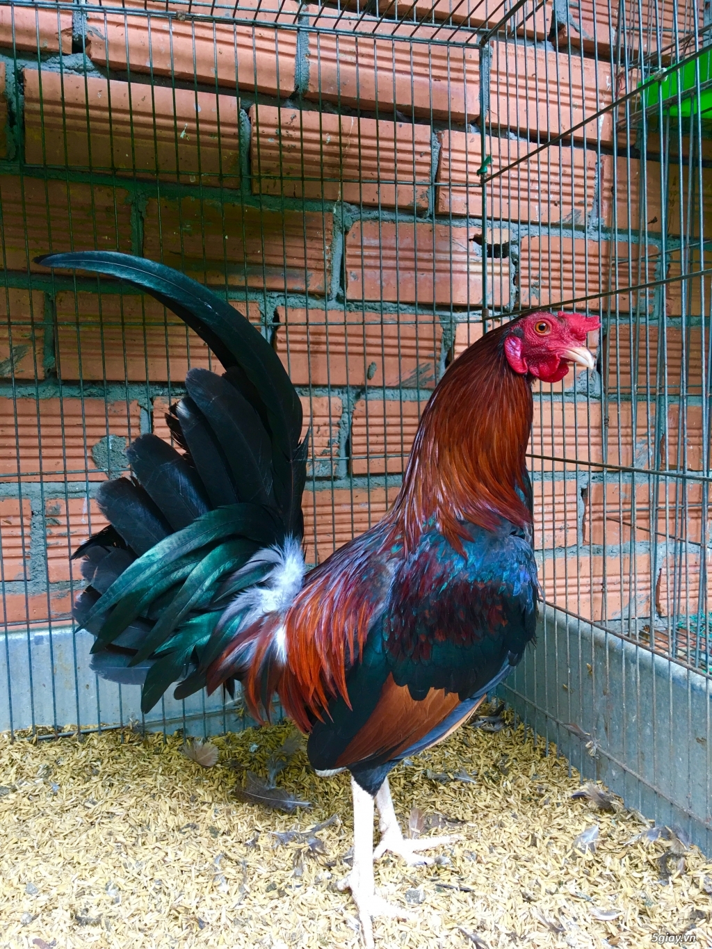Tre Mỹ Hatch -Mái Mỹ cựa - 1