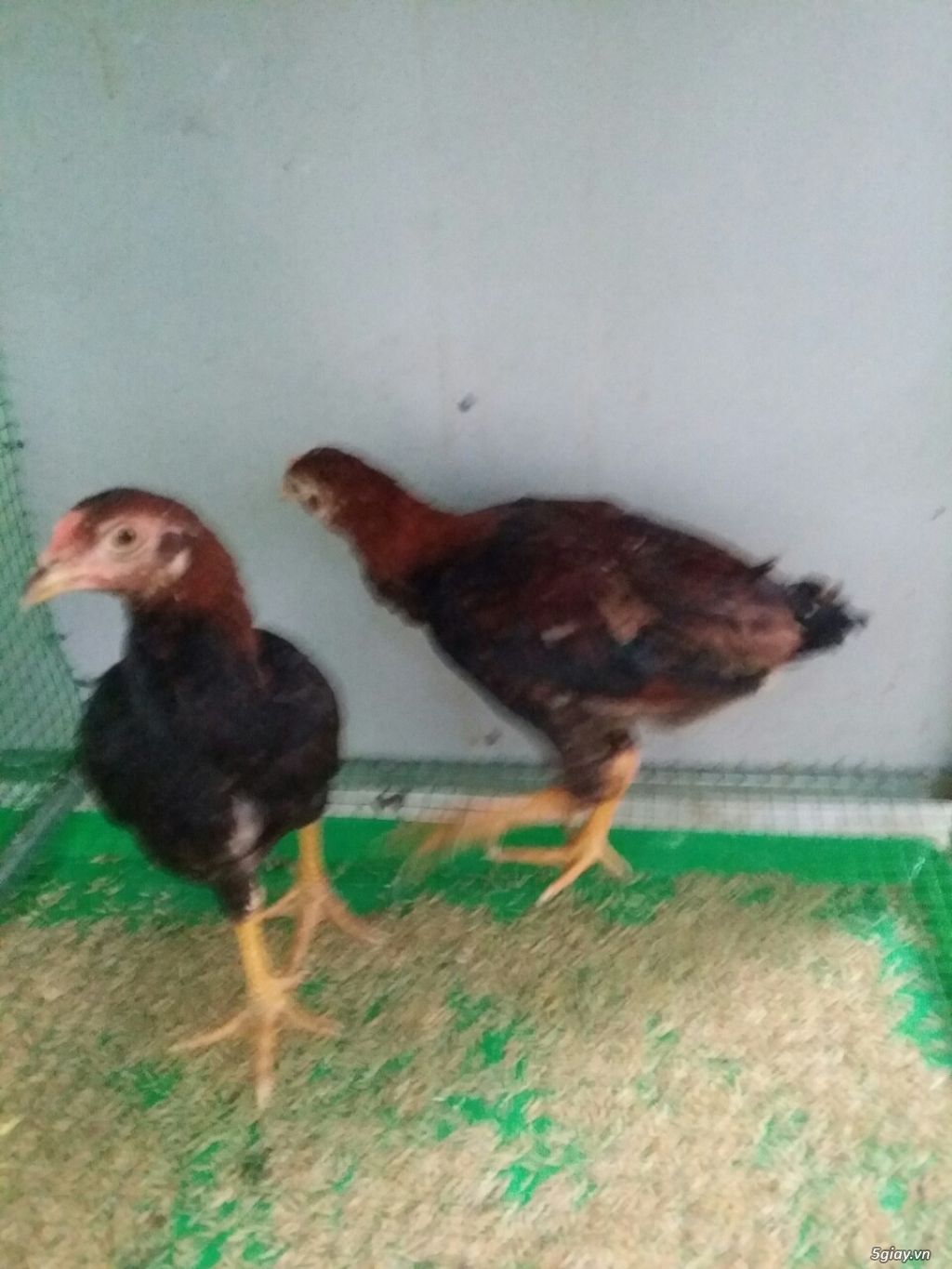 gà con tre asil  giáp  khét sữa simon - 1
