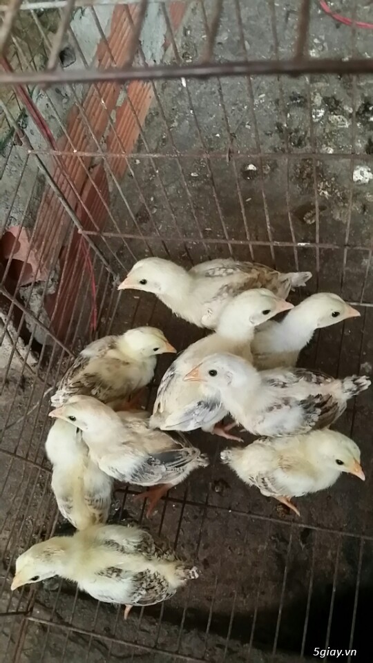 gà con tre asil  giáp  khét sữa simon - 5
