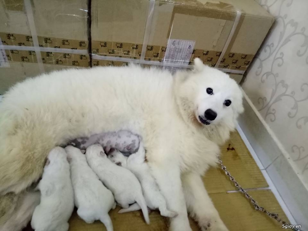 Chó Samoyed con thuần chủng, sinh sản tại nhà. - 4
