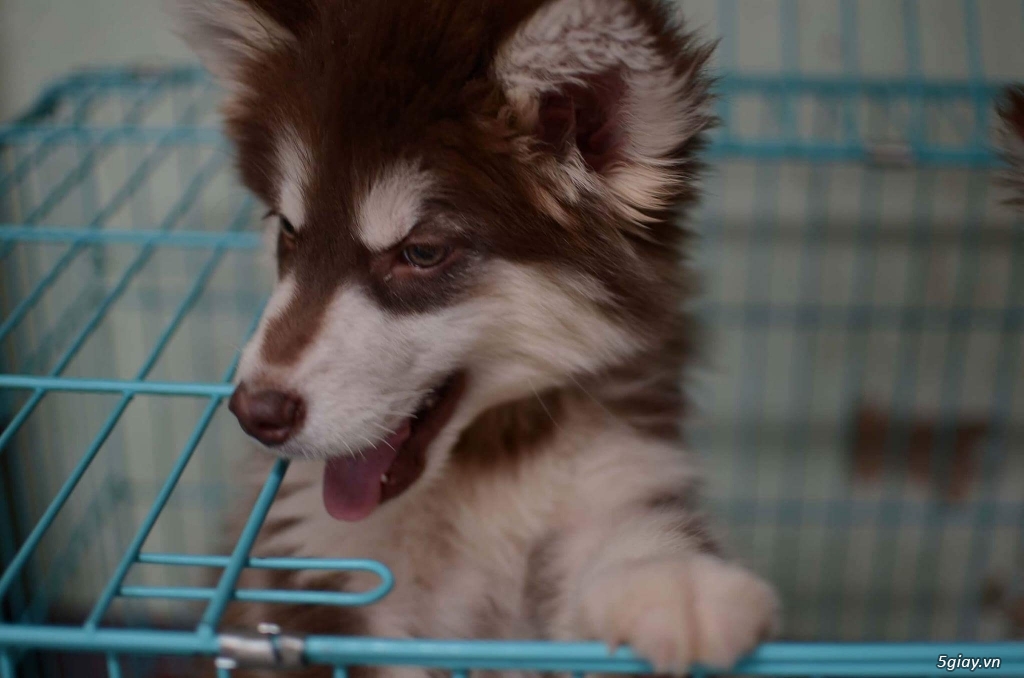 2 Bé Alaska nâu đỏ đực