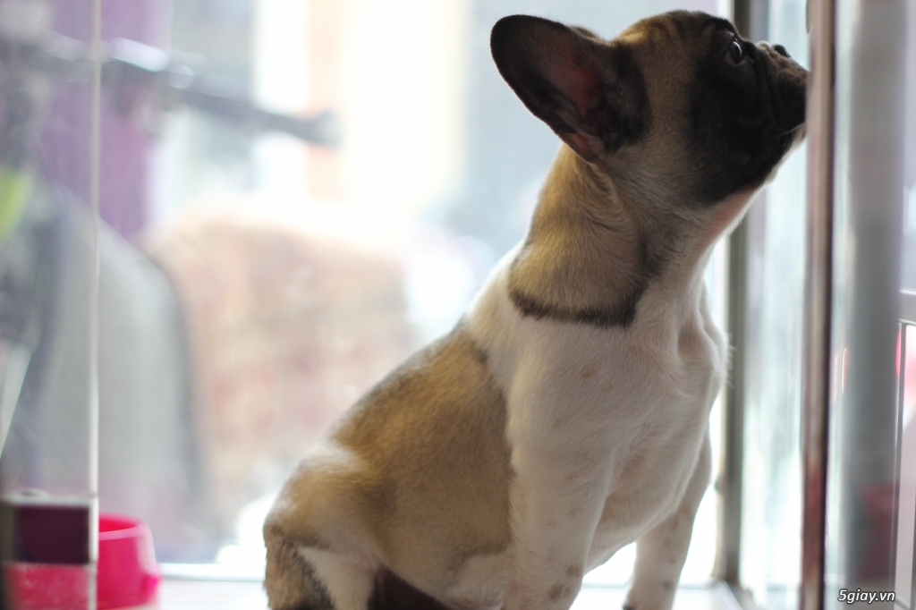 Quận 1 - Cần bán French Bulldog (Bull Pháp) - giấy tờ đầy đủ. - 2