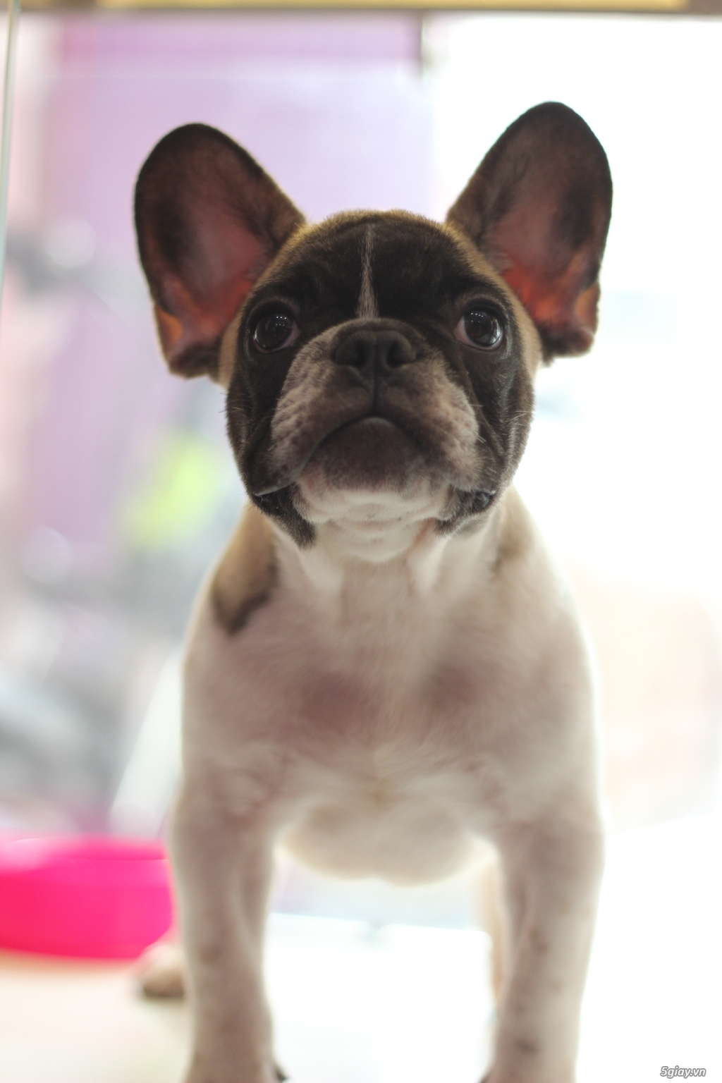 Quận 1 - Cần bán French Bulldog (Bull Pháp) - giấy tờ đầy đủ. - 1