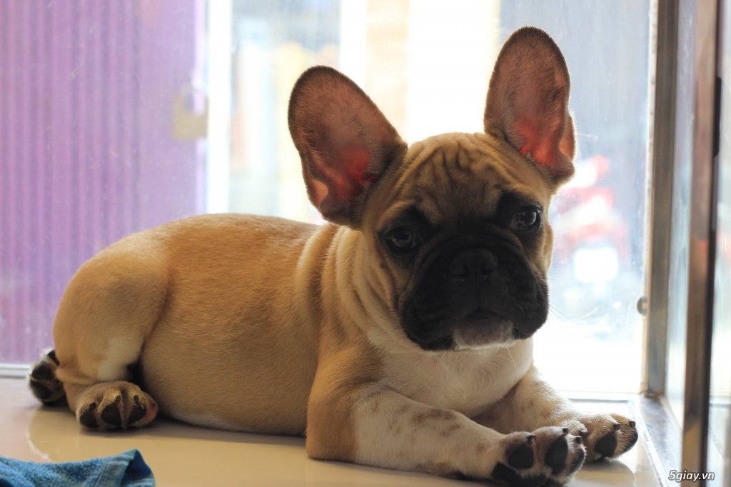 Quận 1 - Cần bán French Bulldog (Bull Pháp) - giấy tờ đầy đủ.