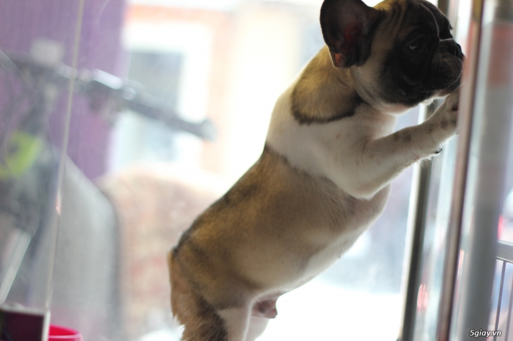 Quận 1 - Cần bán French Bulldog (Bull Pháp) - giấy tờ đầy đủ. - 3