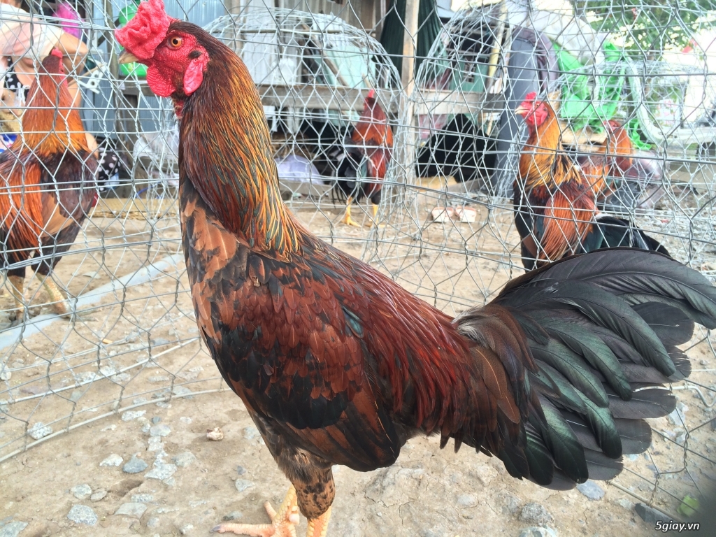 Gà lông cần thơ