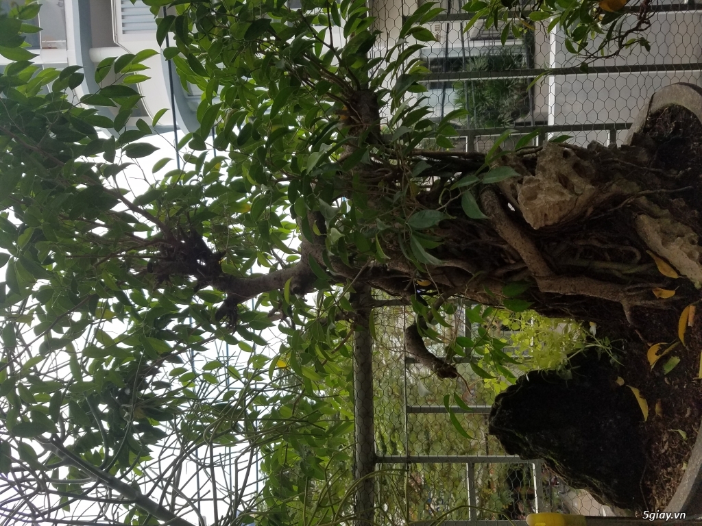 Cần thanh lý cây kiểng giá rẻ - 1