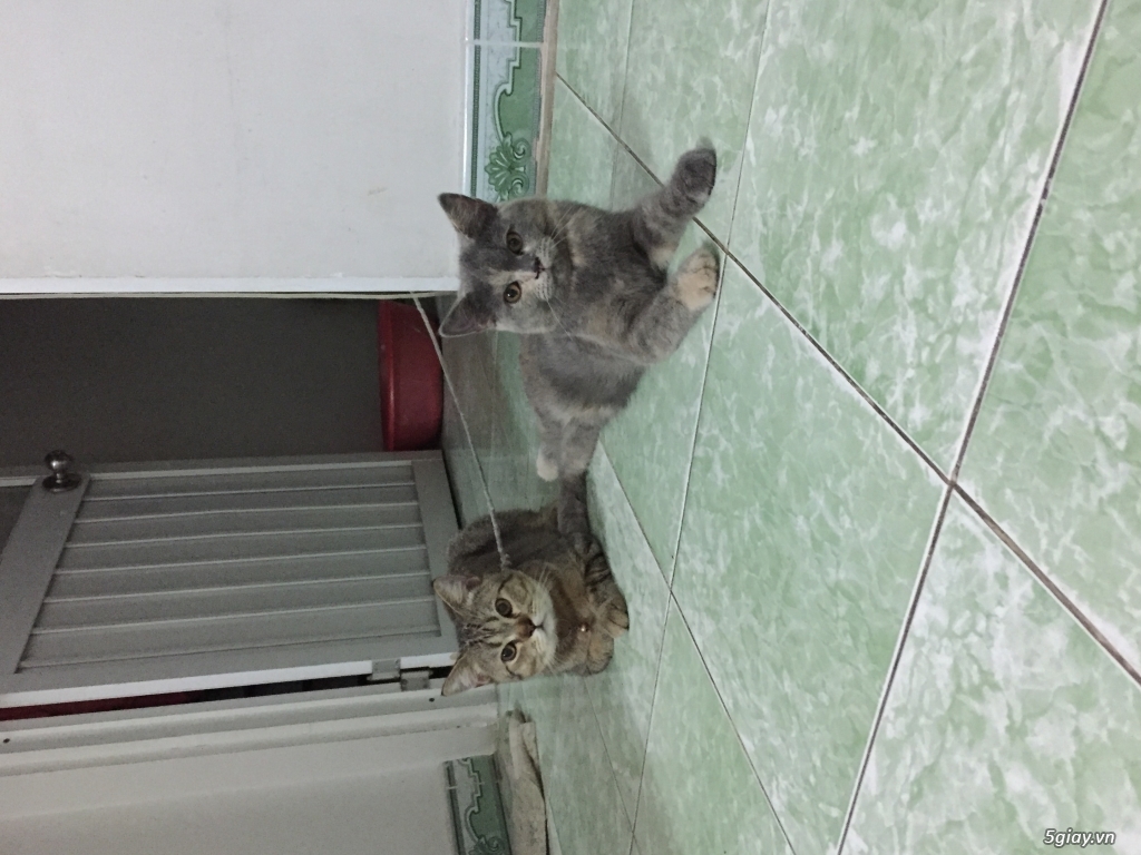 Cần bán 2 bé ALN đực và ALD cái