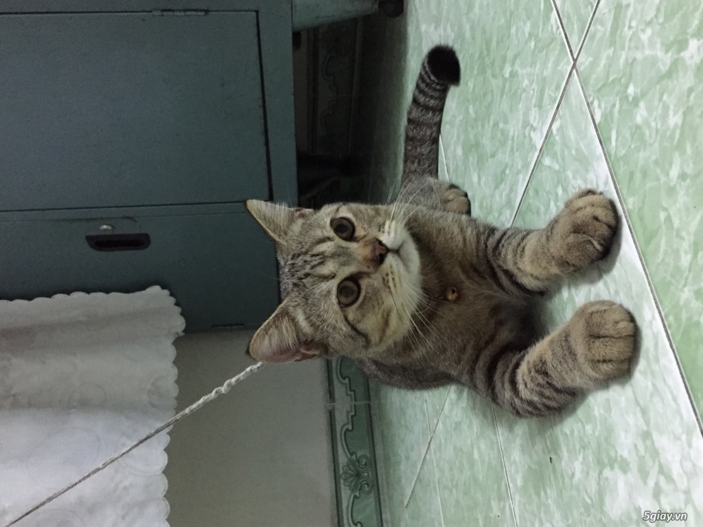 Cần bán 2 bé ALN đực và ALD cái - 1