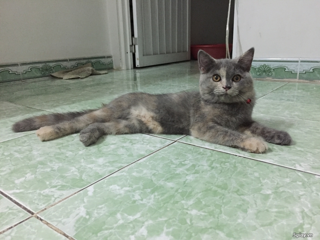 Cần bán 2 bé ALN đực và ALD cái - 2