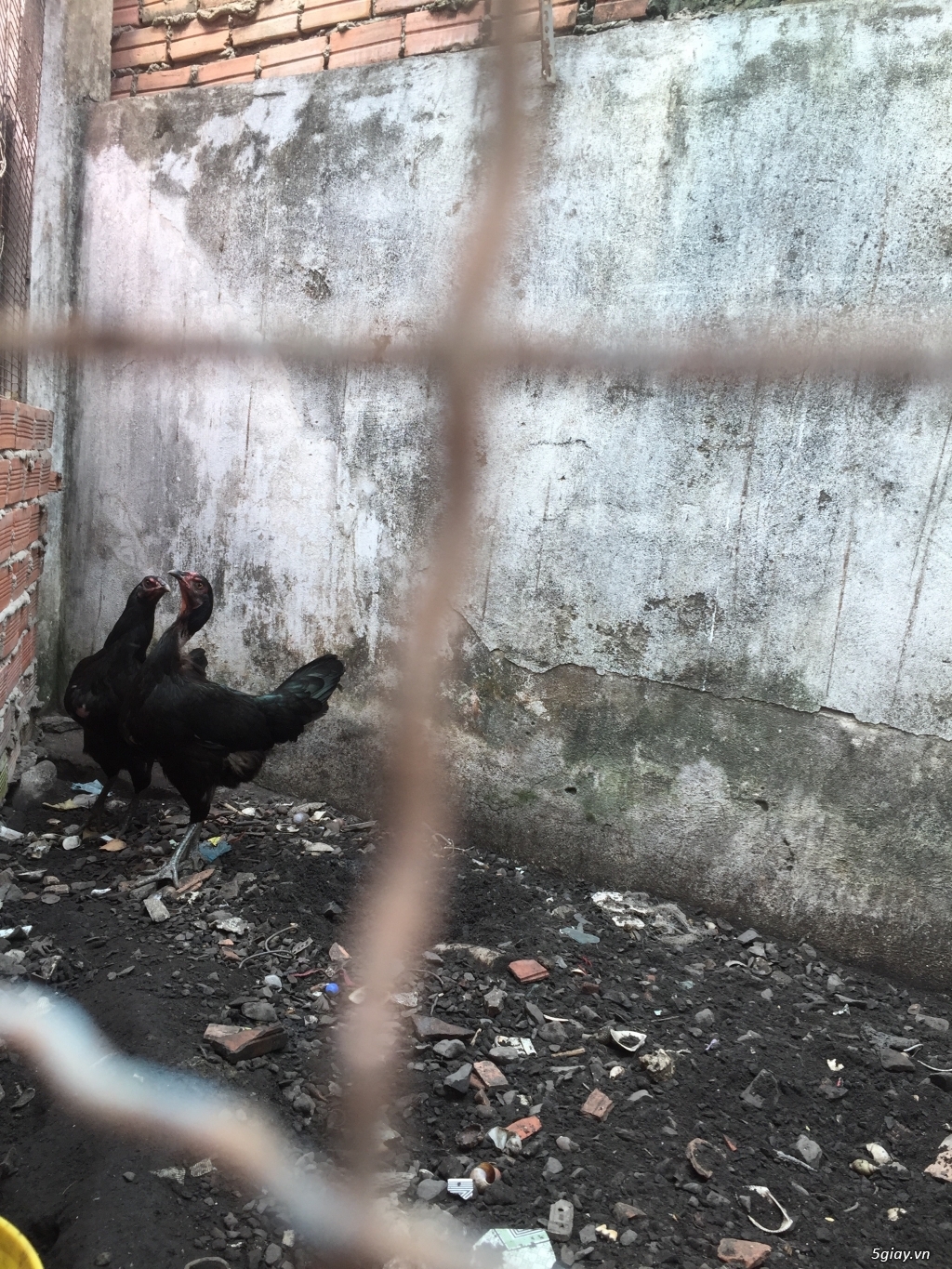 Cần Bán 2 Con Black Jap Nòi Mái - 1