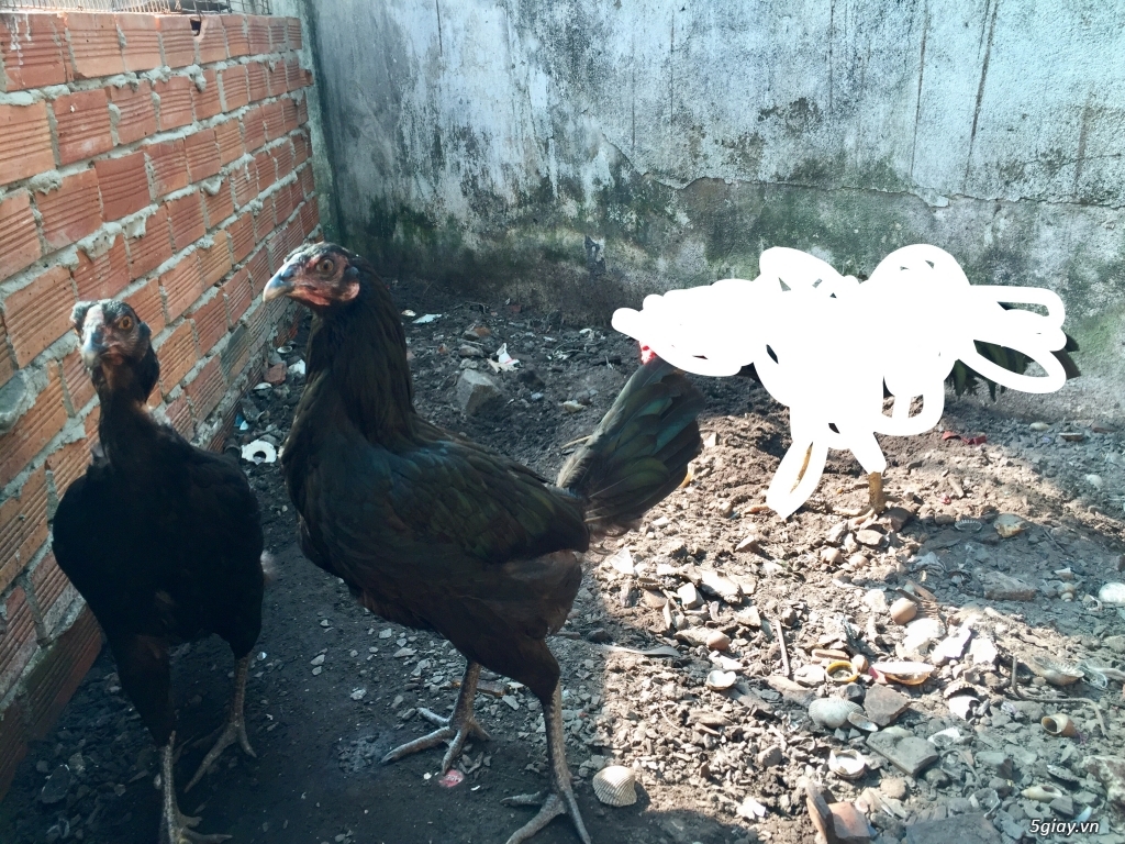Cần Bán 2 Con Black Jap Nòi Mái