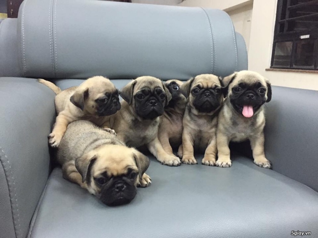 Bầy chó Pug con mini, chân lùn, mặt nhăn thuần chủng nhà đẻ, cực cute - 2