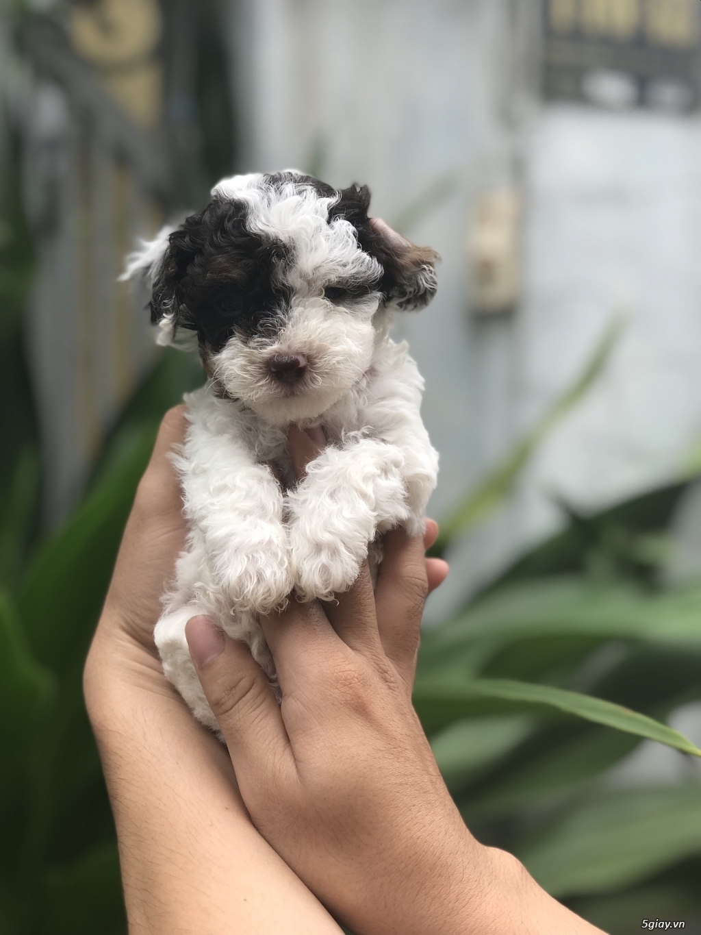 Poodle babay bò sữa