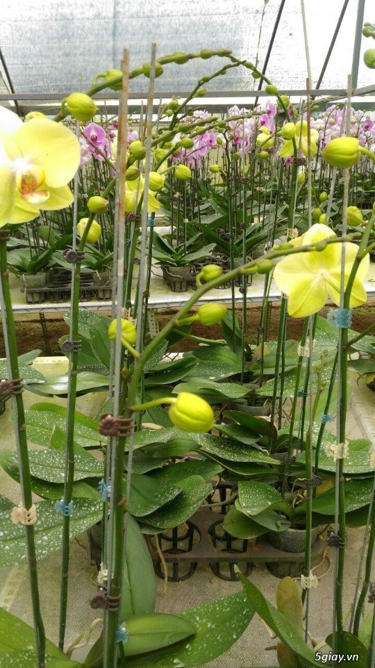 Lan Hồ Điệp Tết - 1