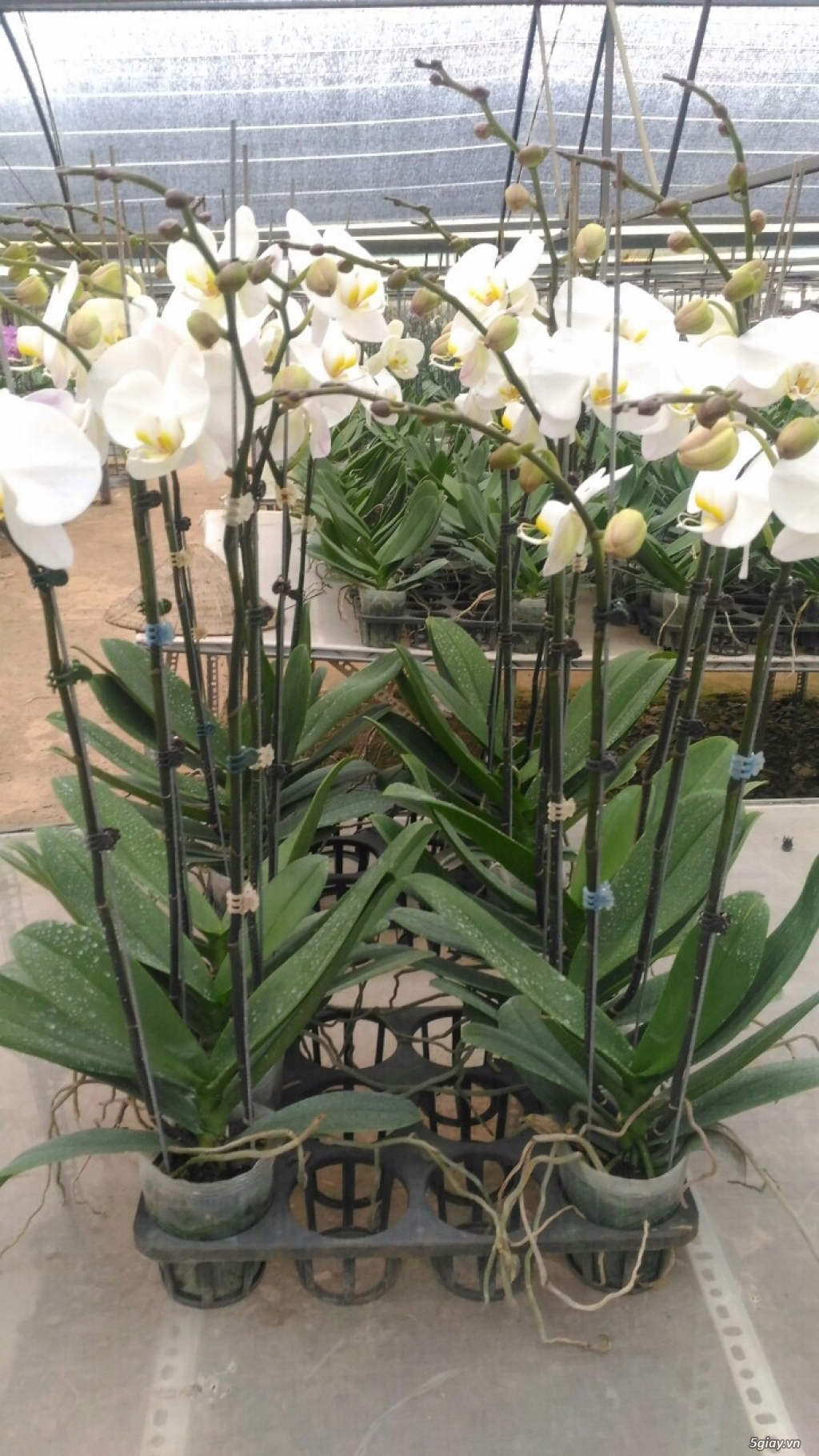 Lan Hồ Điệp Tết - 2