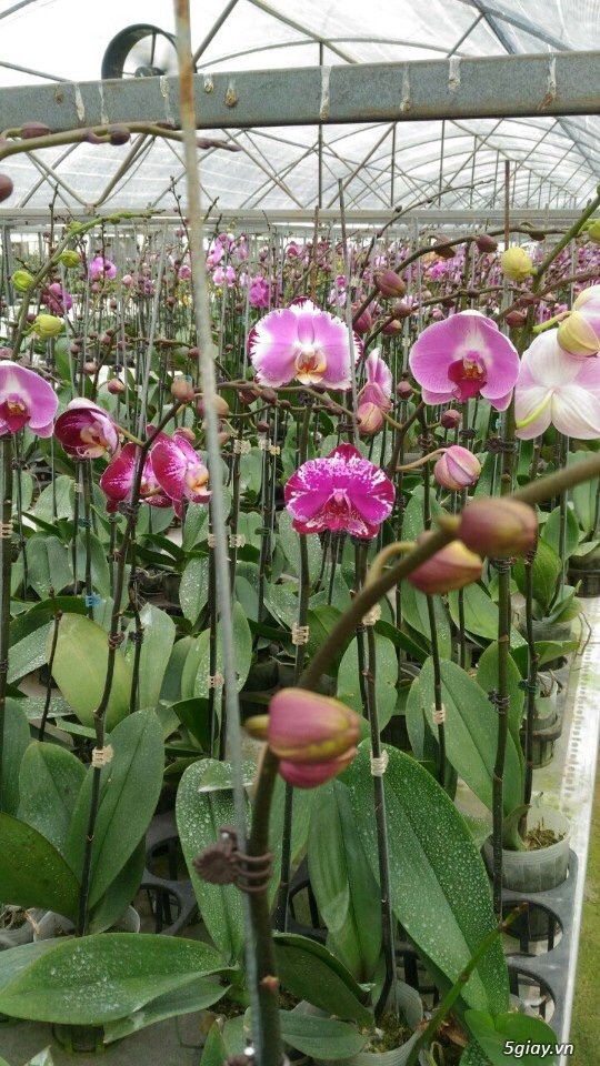 Lan Hồ Điệp Tết - 4